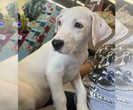 Small #2 Labrador Retriever Mix