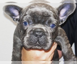 French Bulldog Puppy for sale in SAINT AUGUSTINE, FL, USA