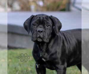 Cane Corso Puppy for sale in EAST EARL, PA, USA