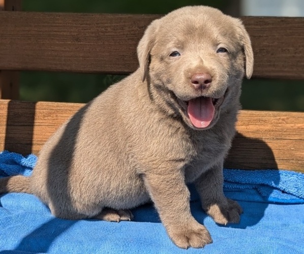Medium Photo #2 Labrador Retriever Puppy For Sale in GOSHEN, IN, USA