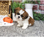 Dorothy - Female Shih Tzu Puppy for Sale - Photo #2