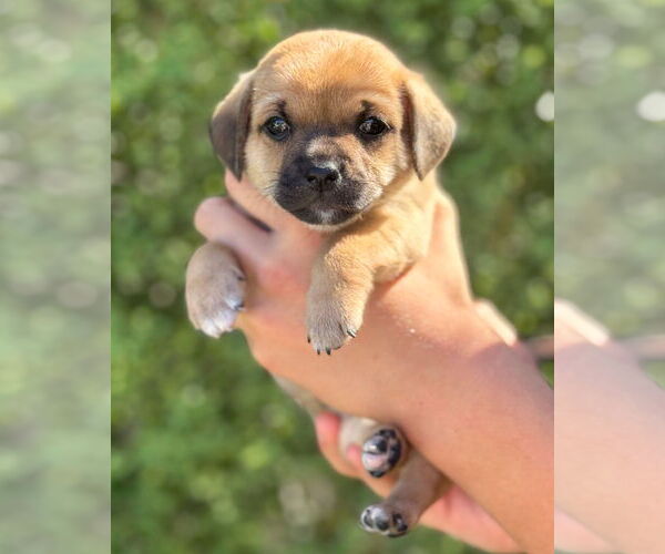 Medium Photo #1 Chihuahua-Unknown Mix Puppy For Sale in Corona, CA, USA