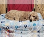 Small Photo #1 Poodle (Standard) Puppy For Sale in AIKEN, SC, USA