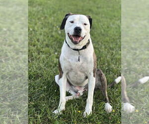 Mutt Dogs for adoption in Candler, NC, USA