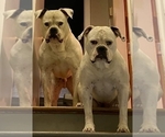 Small Photo #6 American Bulldog Puppy For Sale in WEST GROVE, PA, USA