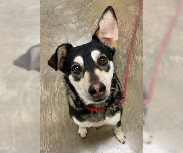 Medium Photo #2 Siberian Husky-Unknown Mix Puppy For Sale in Mountain View, AR, USA