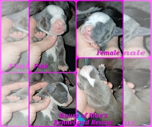 American Pit Bull Terrier Puppy for sale in DELAWARE, OH, USA