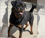 Small Photo #1 Rottweiler Puppy For Sale in DEL ROSA, CA, USA