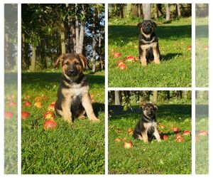 German Shepherd Dog Litter for sale in GREENWOOD, WI, USA