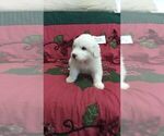 Small Photo #6 Great Pyrenees Puppy For Sale in ALTAVISTA, VA, USA
