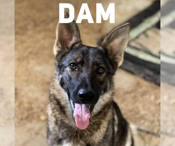 Medium Photo #2 German Shepherd Dog Puppy For Sale in BENNETTSVILLE, SC, USA