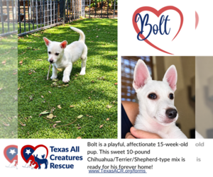 Chihuahua-Unknown Mix Dogs for adoption in Lillian, TX, USA