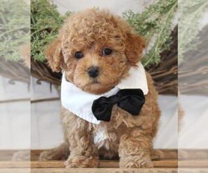 Poodle (Miniature) Puppy for sale in ORO VALLEY, AZ, USA