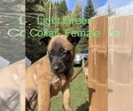 Small Photo #2 Belgian Malinois Puppy For Sale in PEYTON, CO, USA