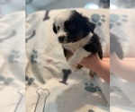 Small #2 Australian Shepherd