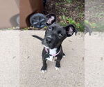 Small Mutt