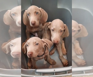 Weimaraner Puppy for sale in GLASGOW, KY, USA