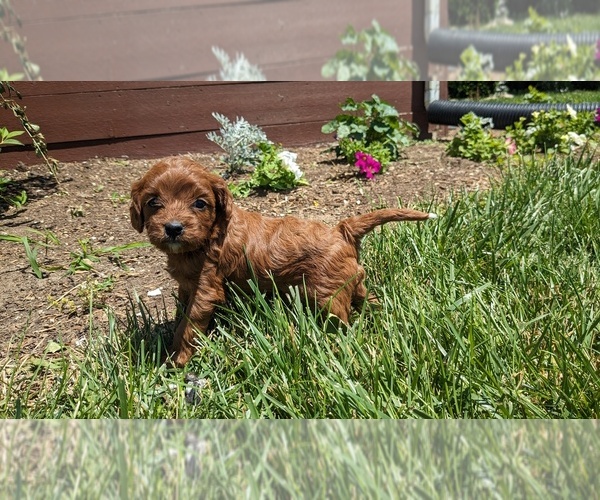 Medium Photo #6 Cavapoo Puppy For Sale in GOSHEN, IN, USA