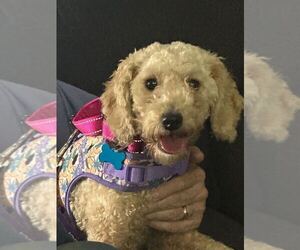 Poodle (Miniature)-Unknown Mix Dogs for adoption in Bethesda, MD, USA