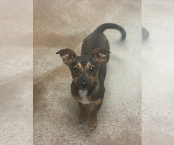 Medium Photo #3 Mutt Puppy For Sale in Salinas, CA, USA