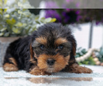 Small #2 Yorkshire Terrier