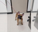 Small French Bulldog Mix