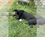 Small #7 Mutt