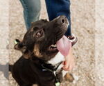 Small #25 American Pit Bull Terrier-German Shepherd Dog Mix