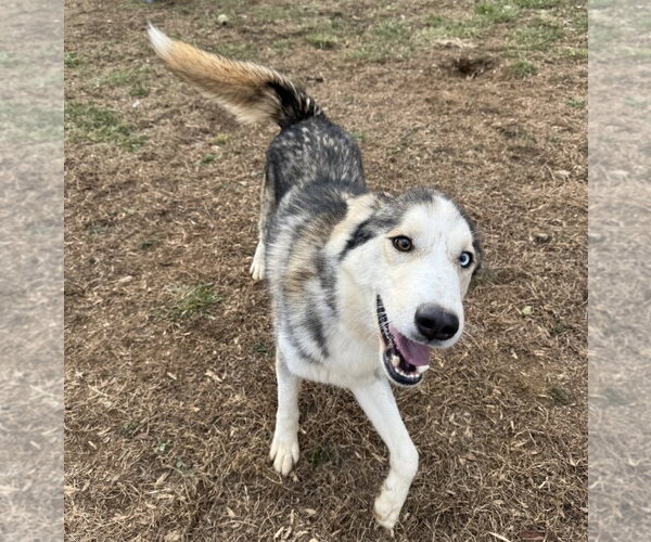 Medium Photo #2 Siberian Husky-Unknown Mix Puppy For Sale in Rockaway, NJ, USA
