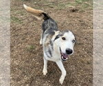 Small #1 Siberian Husky Mix