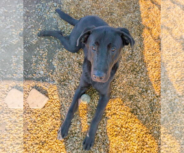 Medium Photo #2 Mutt Puppy For Sale in Anniston, AL, USA