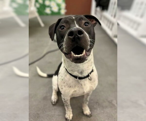 Medium Photo #7 American Pit Bull Terrier-Dalmatian Mix Puppy For Sale in Rockaway, NJ, USA