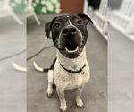 Small #6 American Pit Bull Terrier-Dalmatian Mix