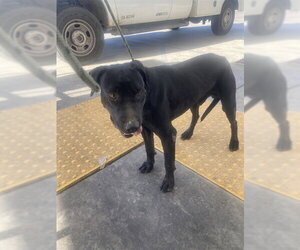 Labrador Retriever Dogs for adoption in Bakersfield, CA, USA