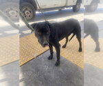 Small Labrador Retriever