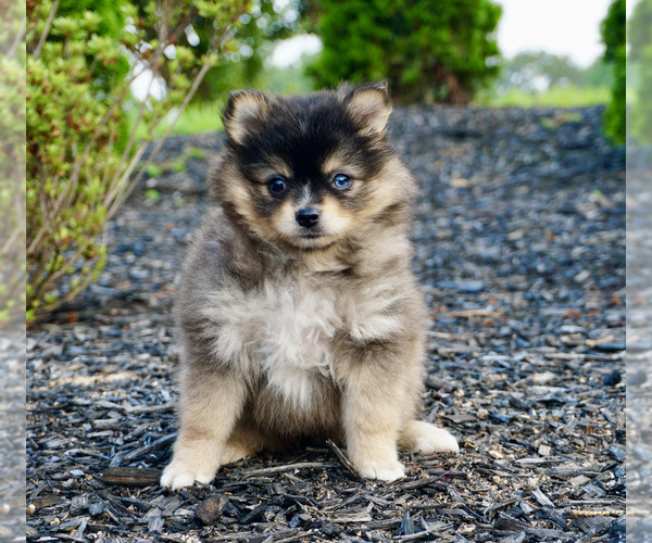 Medium Photo #1 Pomeranian-Pomsky Mix Puppy For Sale in WARSAW, IN, USA