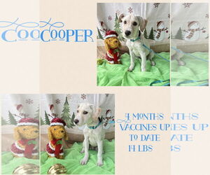 Retriever -Unknown Mix Dogs for adoption in Virginia Beach, VA, USA