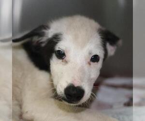 Mutt Dogs for adoption in San Antonio, TX, USA