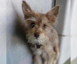 Mutt Dogs for adoption in San Antonio, TX, USA