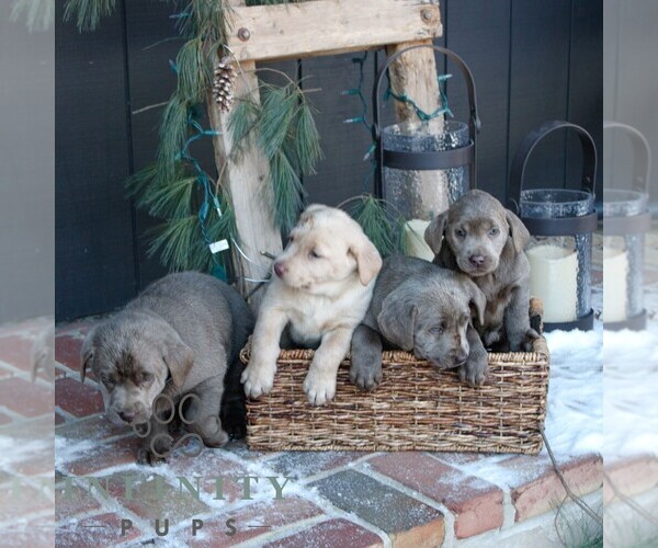 Medium Photo #2 Labrador Retriever Puppy For Sale in NARVON, PA, USA