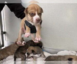 Mutt Dogs for adoption in Corona, CA, USA