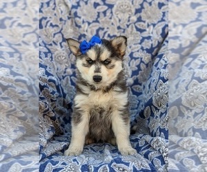 Alaskan Husky-Pomsky Mix Puppy for sale in QUARRYVILLE, PA, USA