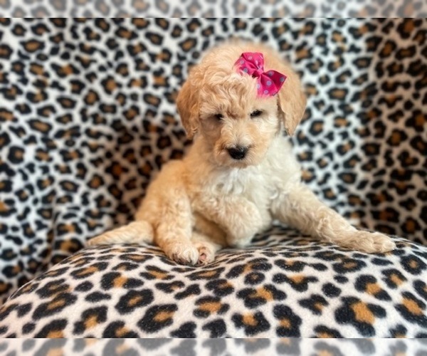 Medium Photo #2 Poodle (Standard) Puppy For Sale in LAKELAND, FL, USA