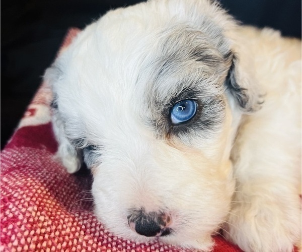 Medium Photo #2 Sheepadoodle Puppy For Sale in HUNTINGTON BEACH, CA, USA