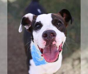 American Staffordshire Terrier-Unknown Mix Dogs for adoption in San Antonio, TX, USA