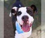 Small American Staffordshire Terrier Mix