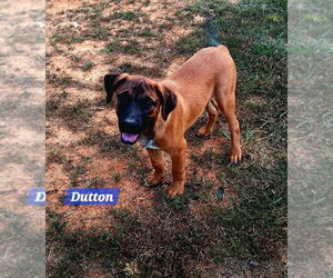 Yellowstone litter - Male Mutt Dog for Adoption - Photo #2