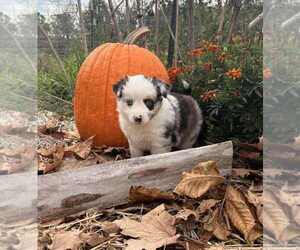 Medium Miniature Australian Shepherd