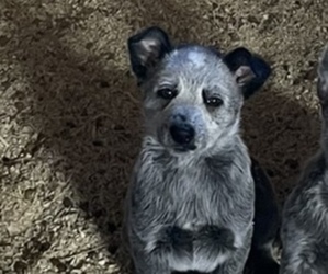Shih Tzu Puppy for sale in MIDDLEBORO, MA, USA