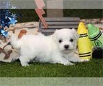 Small #4 Maltese
